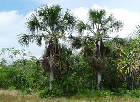 Arboles de aguaje - aguages